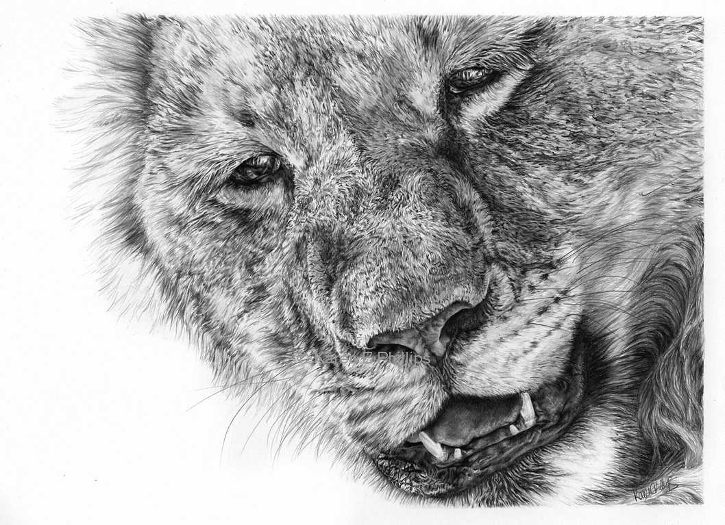 lion cub close up 